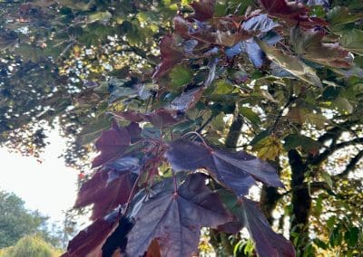 Close-up of vibrant autumn leaves at Warren Forest Park