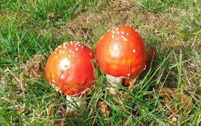 Magical October Woodland Walks