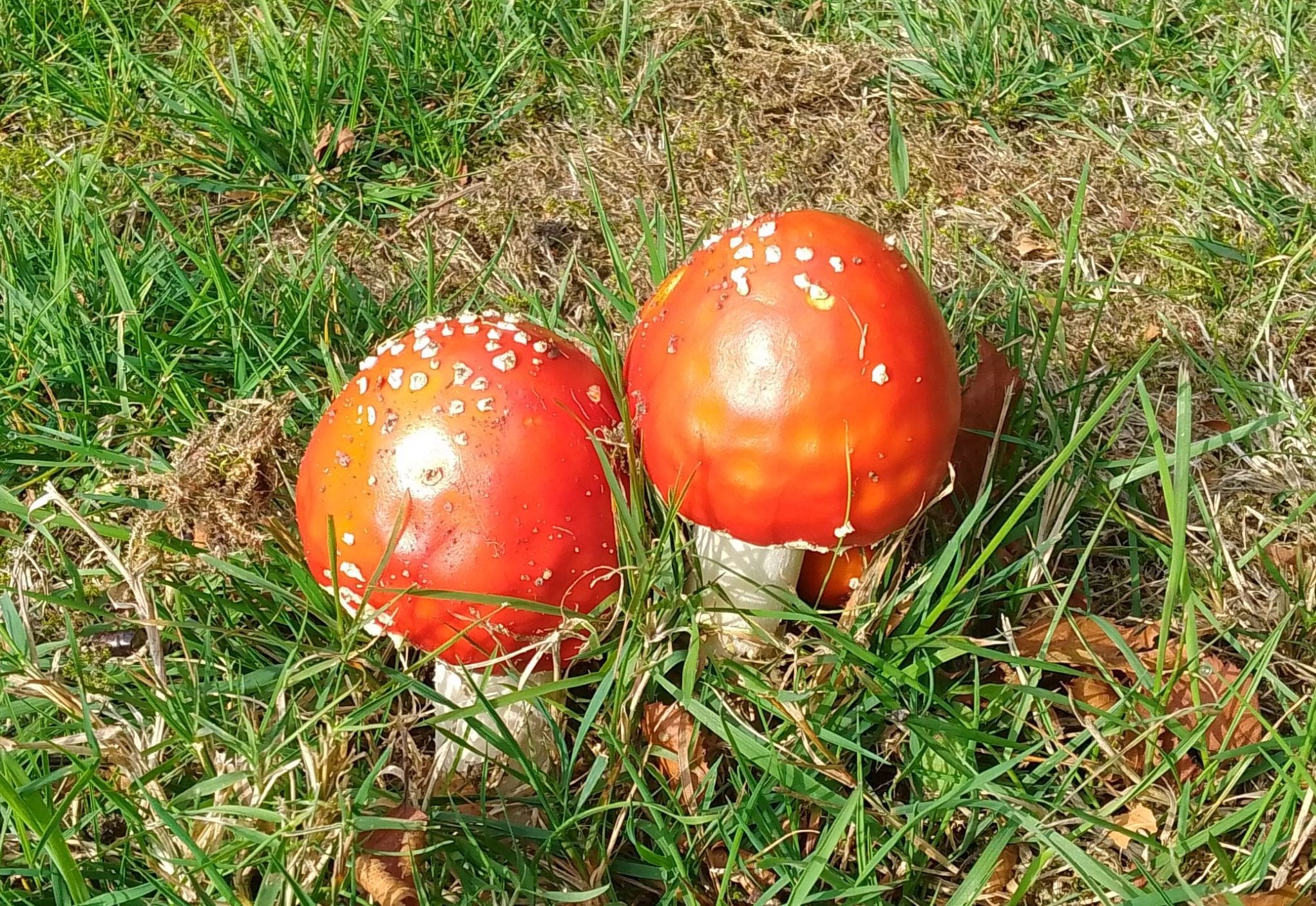 Two red toadstool mushrooms