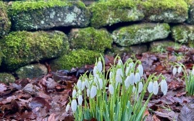 February, A Glimpse of Spring