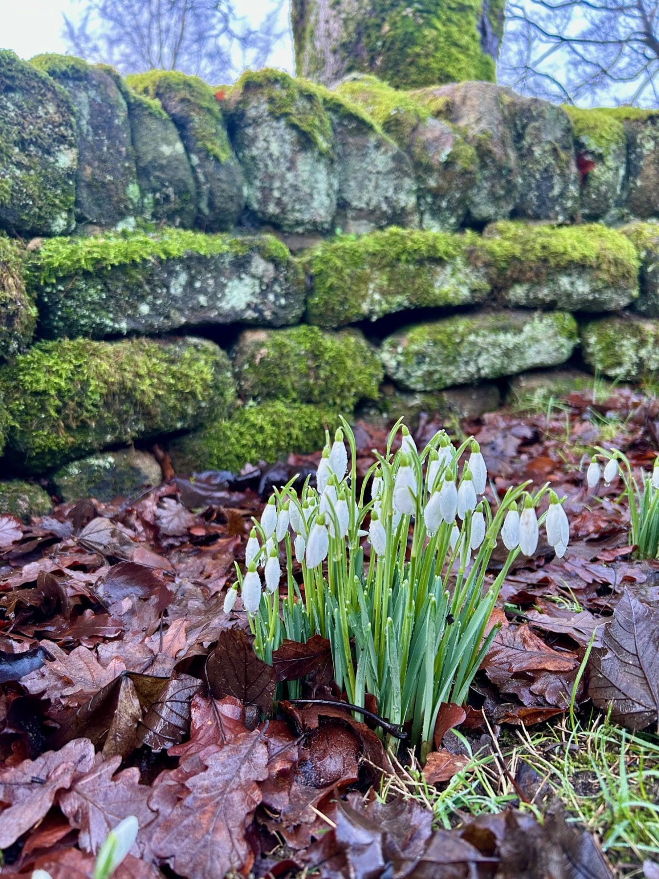 February, A Glimpse of Spring