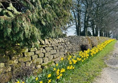 Daffodils Lining the Road