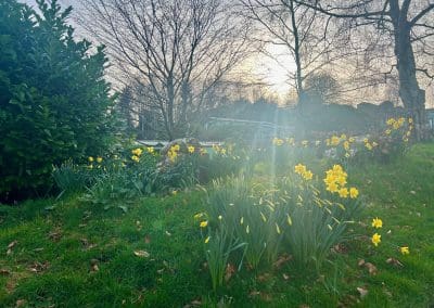 Daffodils in The Larches