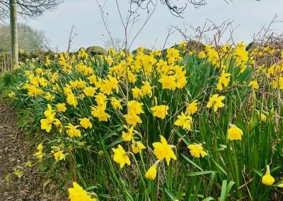 Local Daffodils