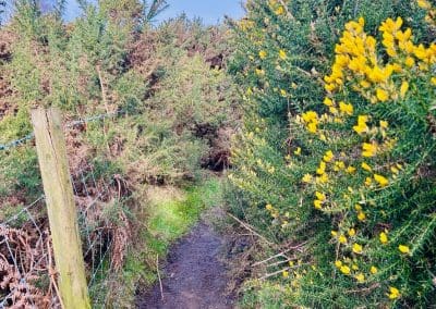 The Gorse Maze