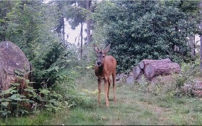 Supporting Wildlife at Warren Forest