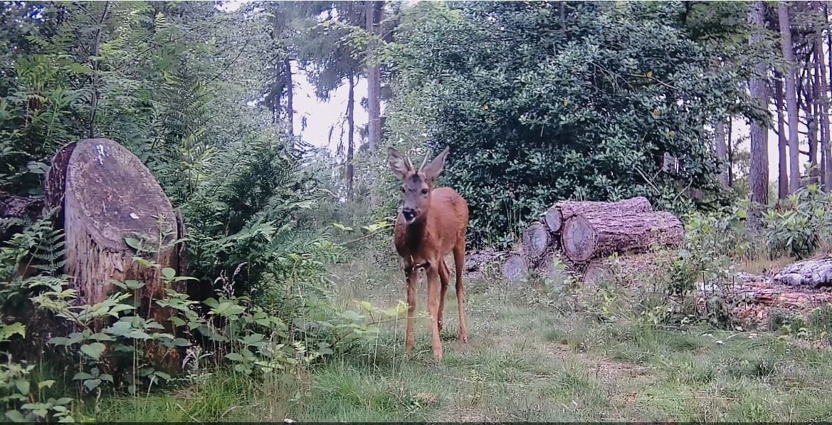 Supporting Wildlife at Warren Forest