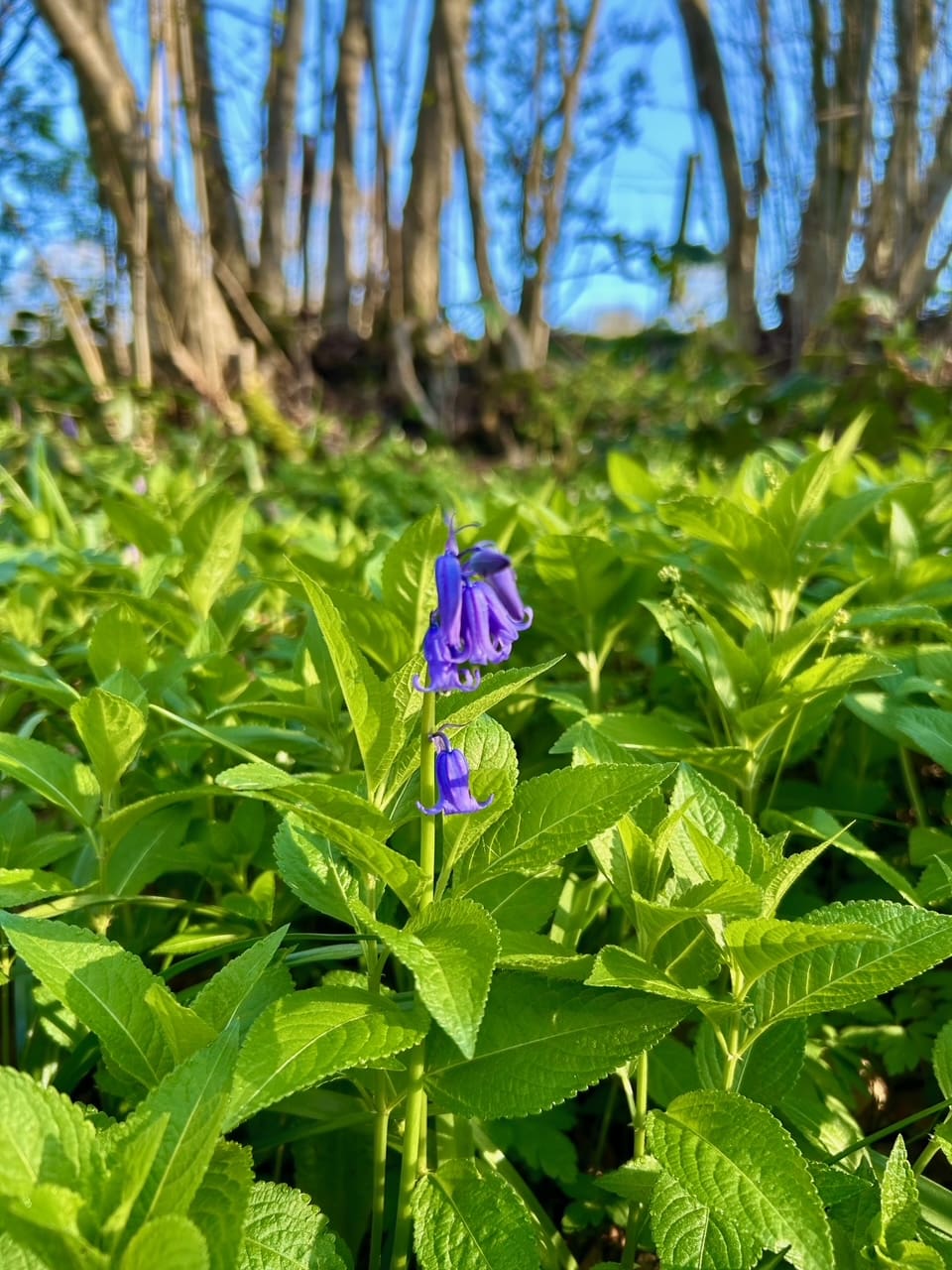First Bluebell