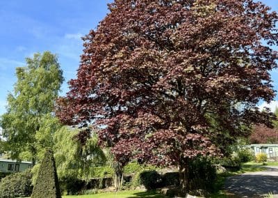 Red Tree