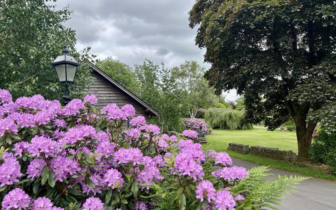 Rhododendron Season at Warren Forest