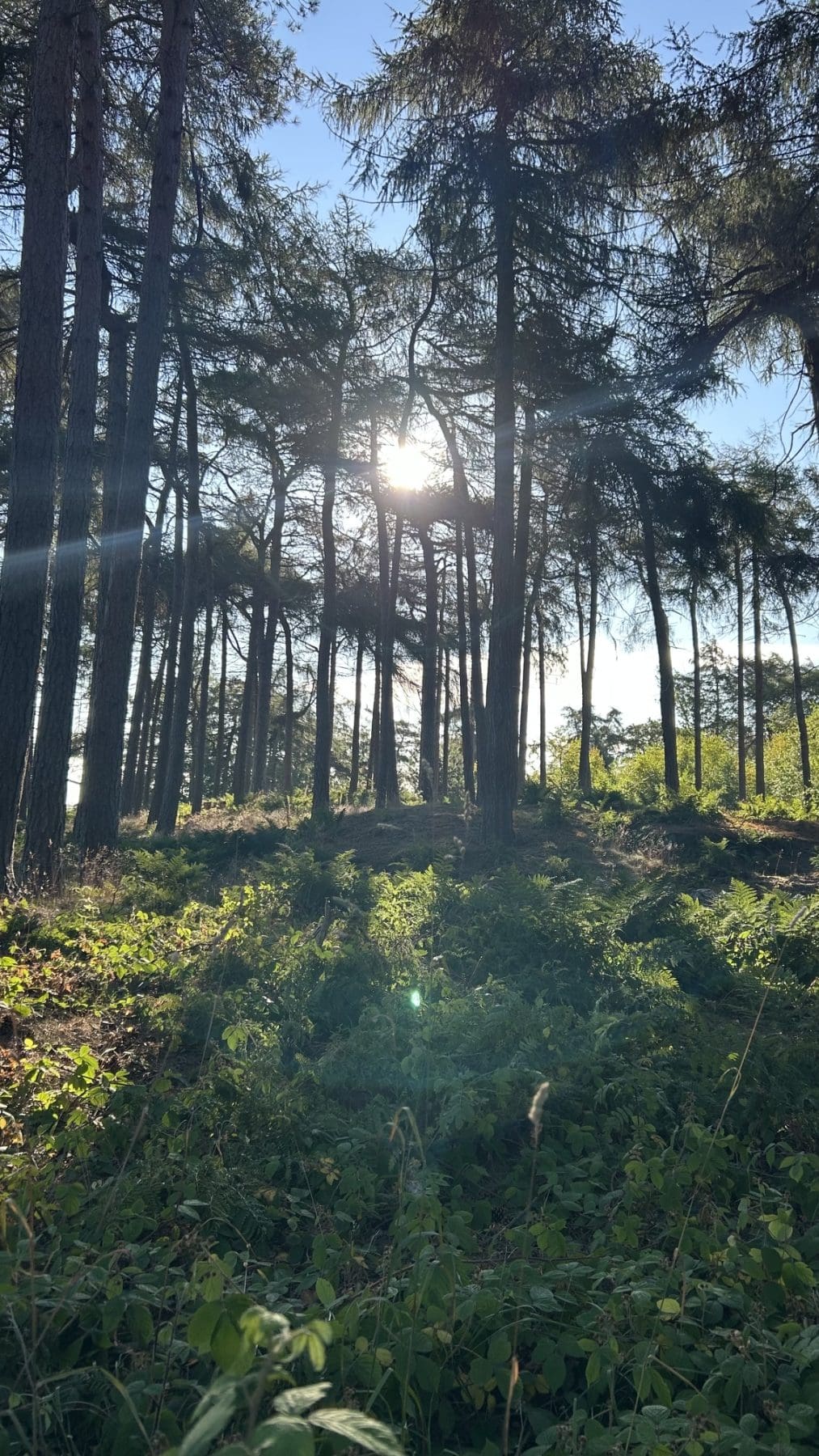 August Summer Woods